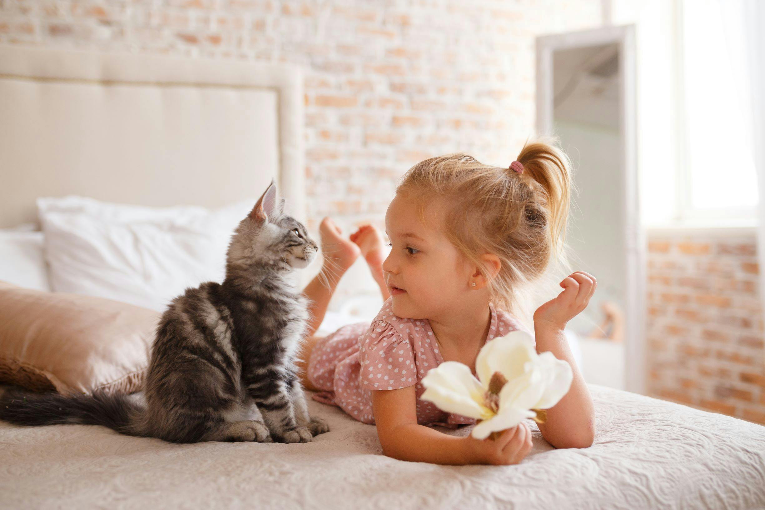 Comment Habituer Son Chat A Une Nouvelle Maison Ventana Blog