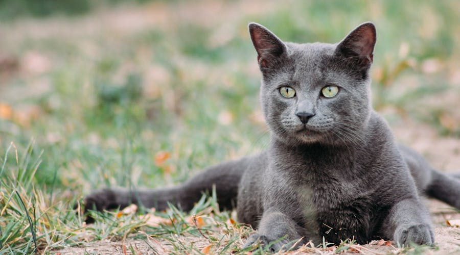 Bleu Russe Animalia Bleu Russe Animalia