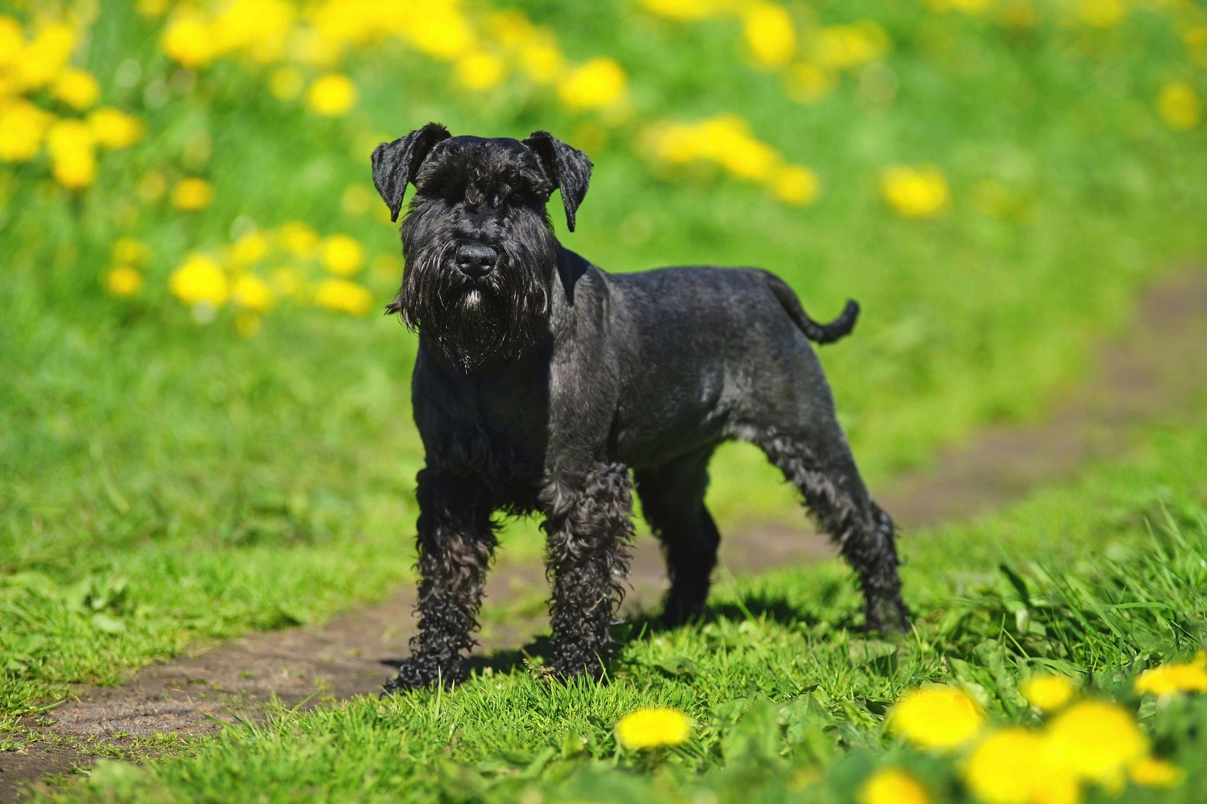 Zwergschnauzer Animalia