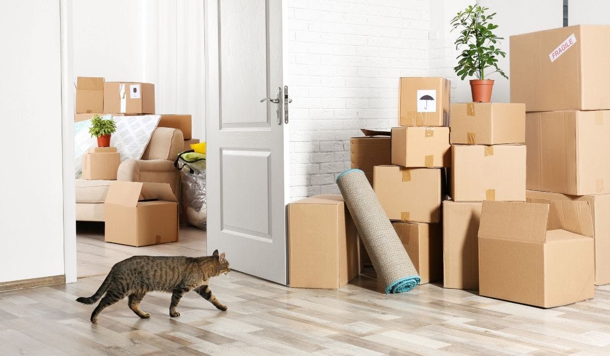 L Adaptation Du Chat Apres Un Demenagement Animalia L Adaptation Du Chat Apres Un Demenagement Animalia