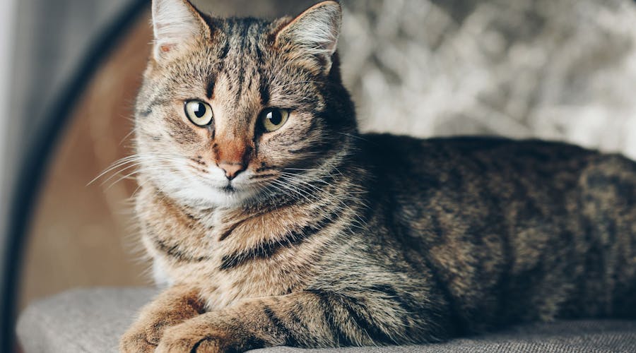 Chat Europeen Animalia Chat Europeen Animalia
