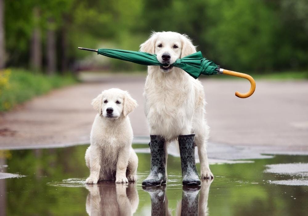 Promener son chien sous la pluie, les cinq conseils à adopter