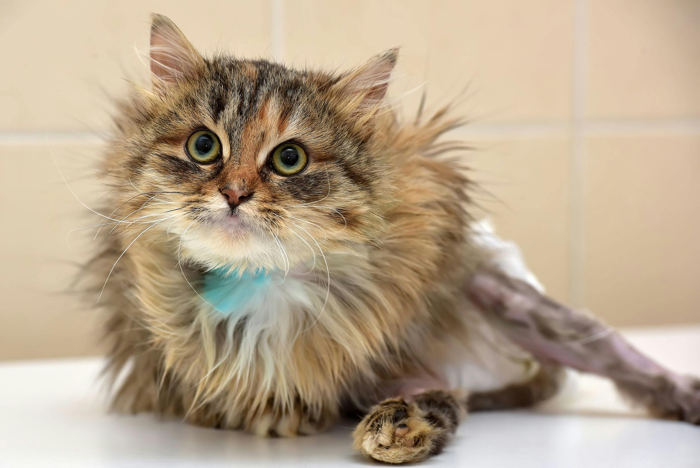 Insuffisance Renale Du Chat Age Animalia Insuffisance Renale Du Chat Age Animalia