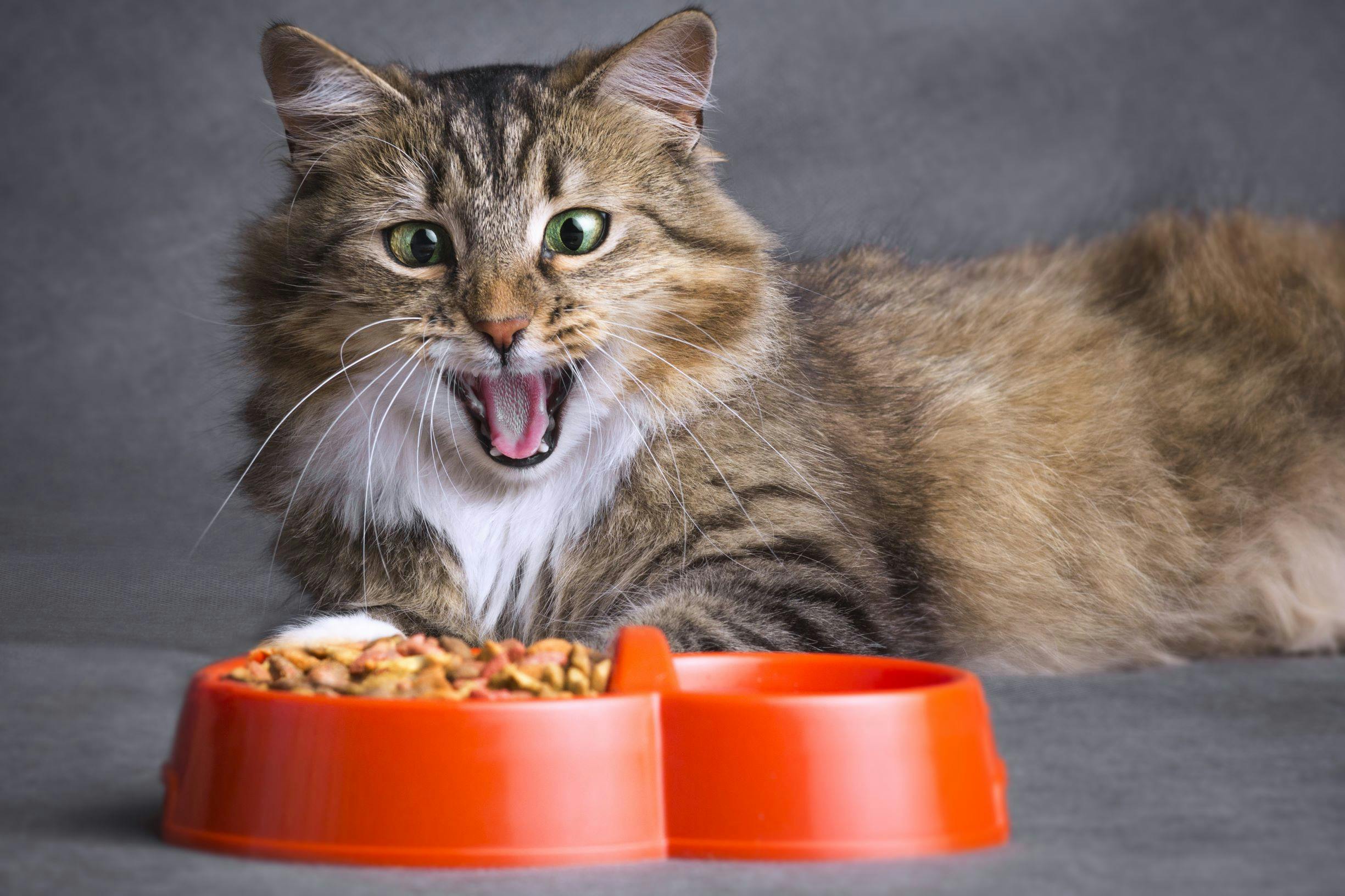 Nourriture pour chats : repas nutritifs pour chats heureux