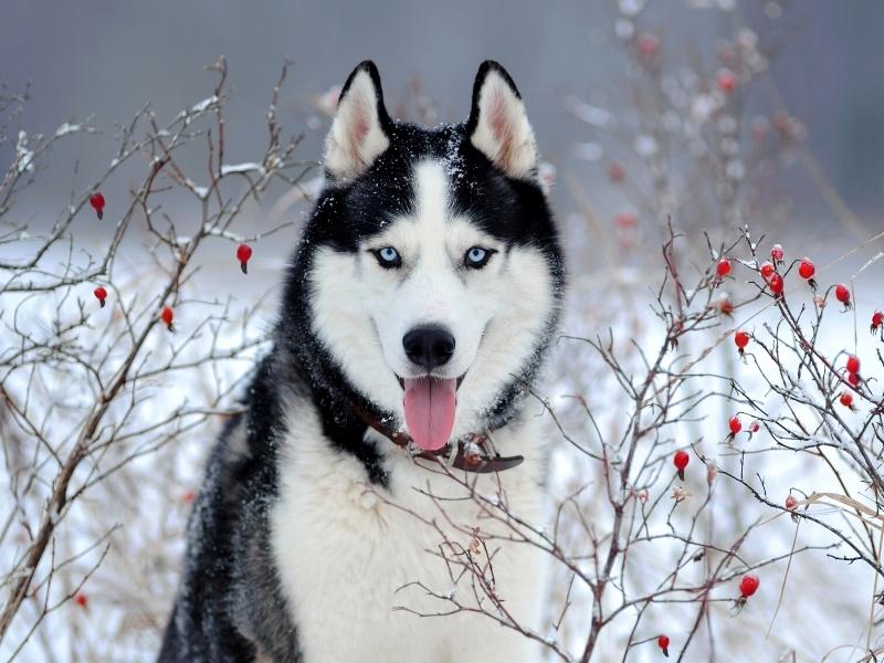 b876080f-e376-4e92-b3f1-ff67cde65a72_Husky.jpg?auto=compress,format&rect=0,77,800,444&w=900&h=500