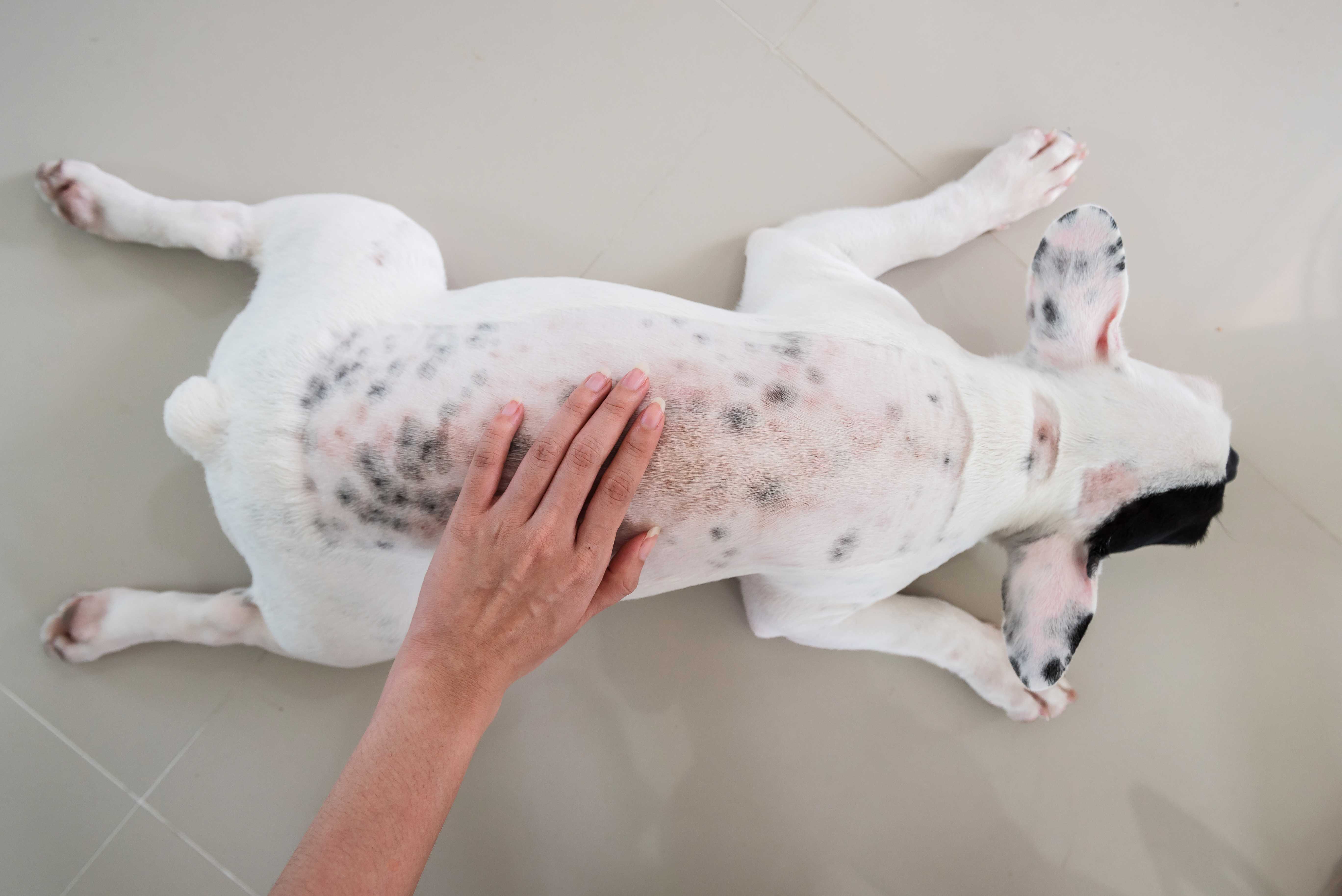 La chute de poils du chien  Animalia