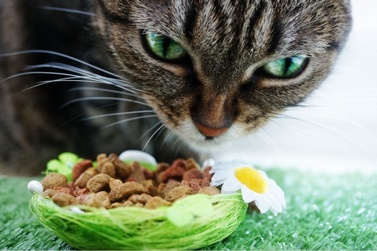 Mon chat peut-il en manger ? La FAQ des aliments pour chat.