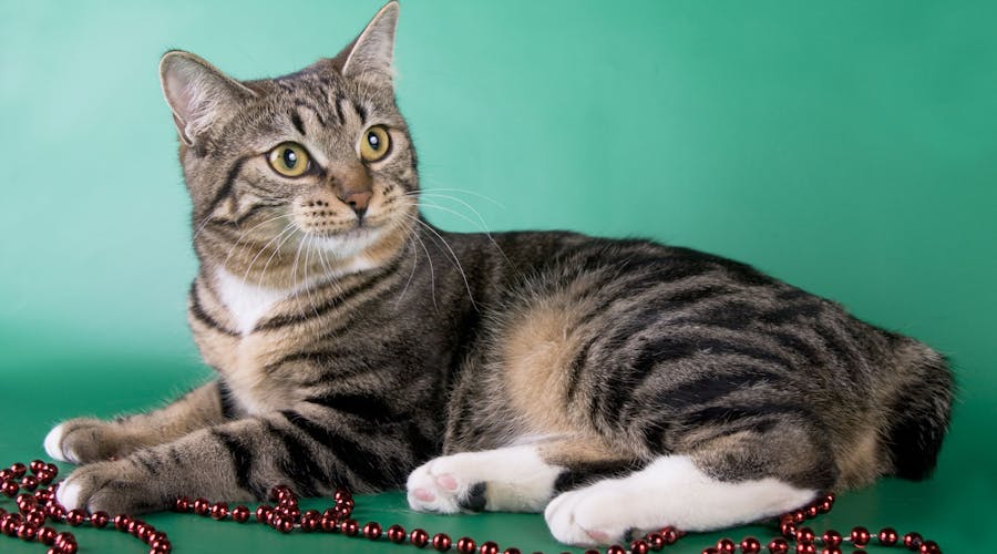 American Bobtail Animalia American Bobtail Animalia