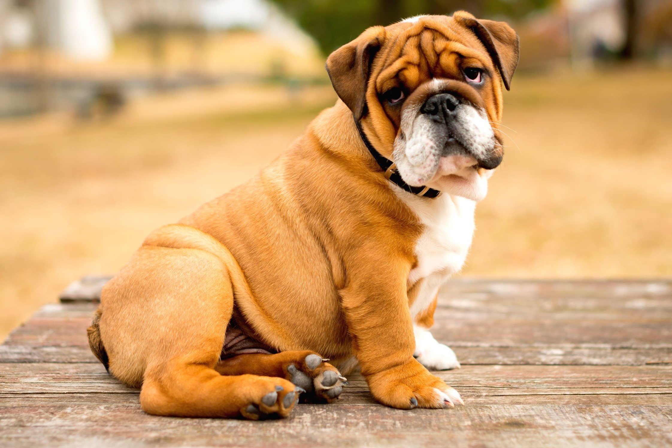 Pourquoi mon chien bave ?  Animalia