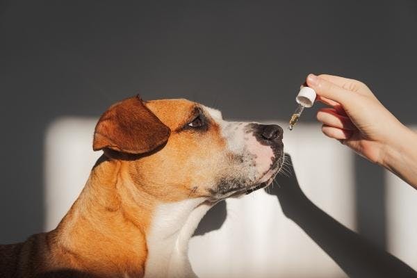 Médecine vétérinaire : les bienfaits du CBD pour les chiens et chats
