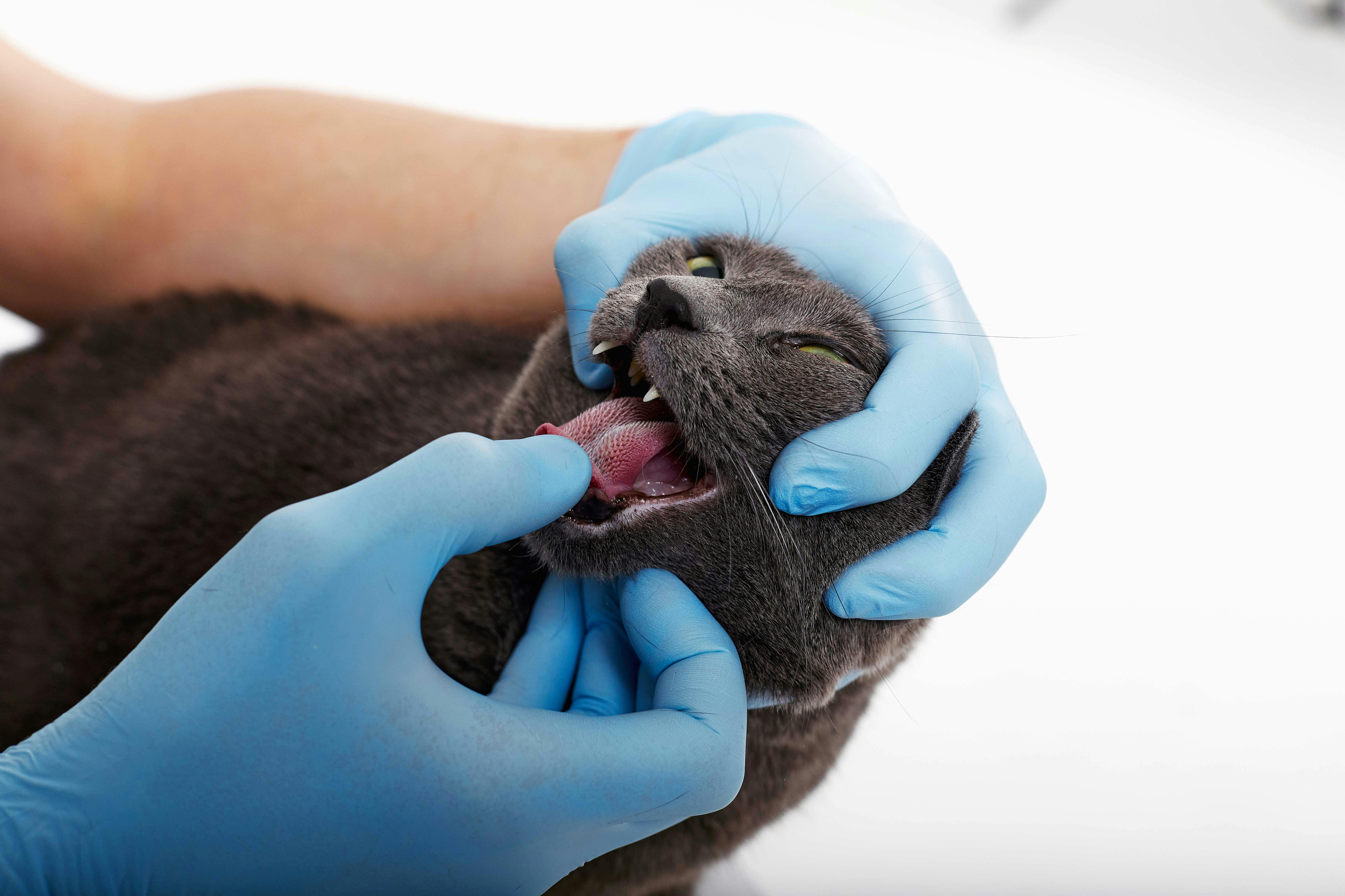 Corps Etranger Dans La Gueule Animalia