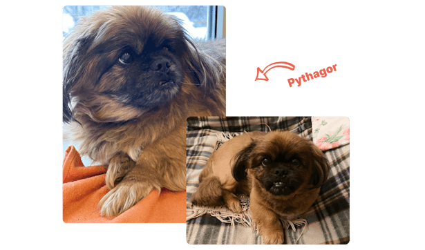 Anastasia's dog Pythagor, a mix of Pekingese and Tibetan spaniel