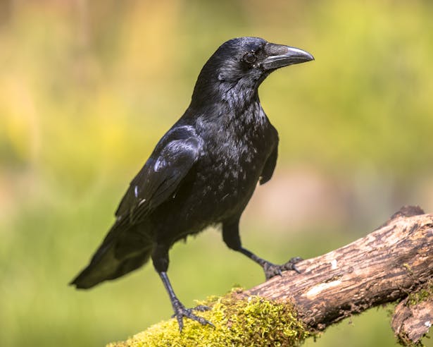 An actual crow. Not like the wicker crow effigy you have made.