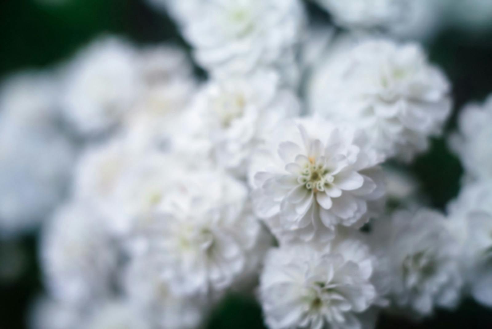 White flowers