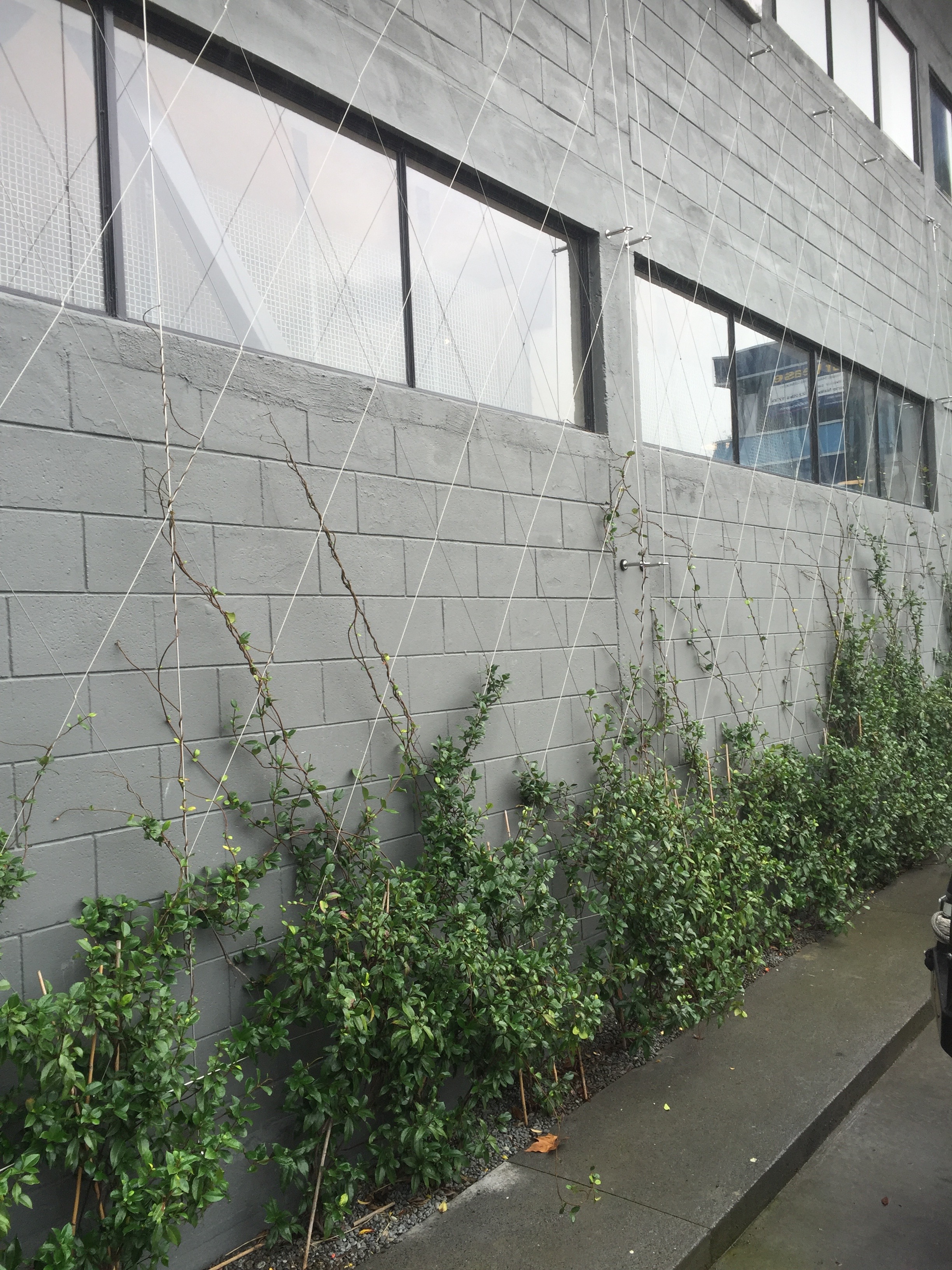 Anzor Meshnet Foliage Wall Example