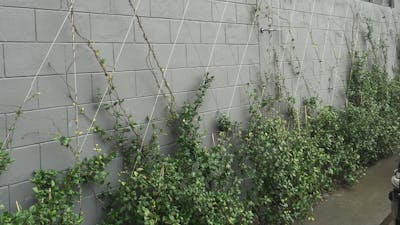Anzor Meshnet Foliage Wall Example