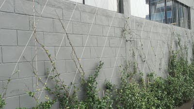 Anzor Foliage Wall Example