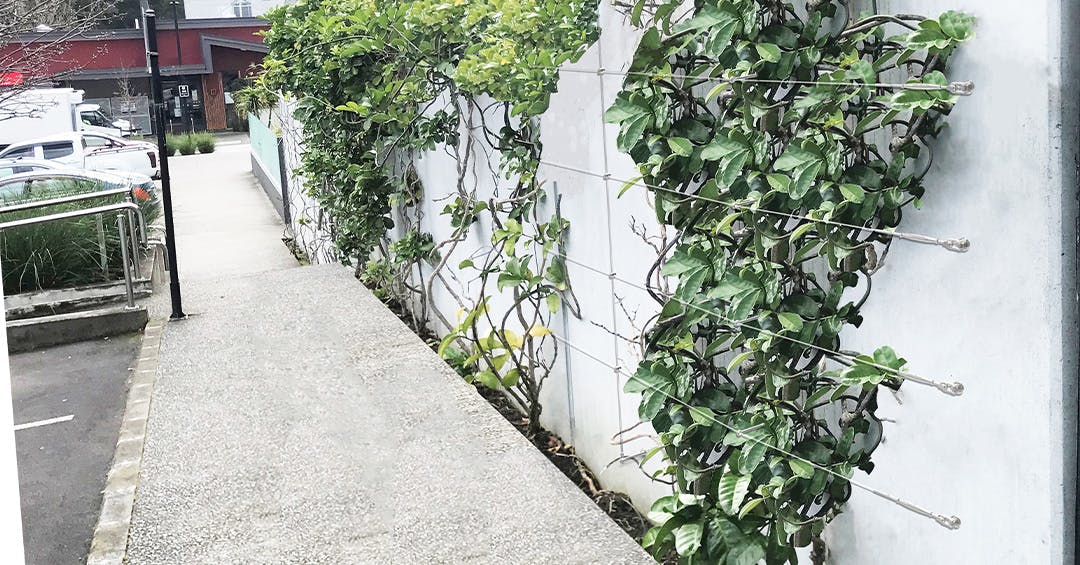 Vertical garden with stainless steel foliage system trellis wires mounted on a wall, supporting climbing plants along a landscaped pathway for greenery.