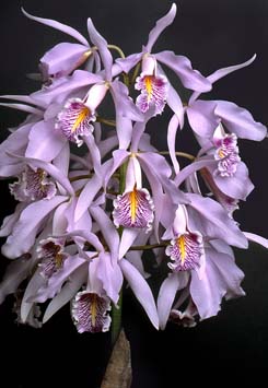 原種洋ラン　C. maxima coerulea sib C. maxima var.coerulea 4in – littleorchidannie