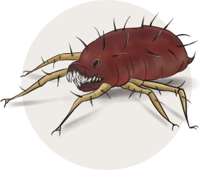 pest 5
