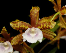 Miltonia Culture Sheet - American Orchid Society