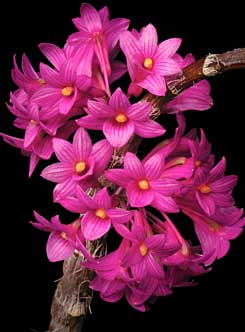 Dendrobium goldschmidtianum Kraenzl - American Orchid Society
