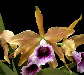 Cattleya (Laelia) tenebrosa (Rolfe) Rolfe - American Orchid Society