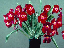 Miltoniopsis Culture: Colombian-Type Miltonia (Miltoniopsis) Culture ...