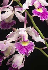 Farewell Schomburgkia - American Orchid Society