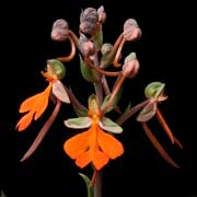 Orchid Glossary H - American Orchid Society