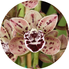 Cymbidium