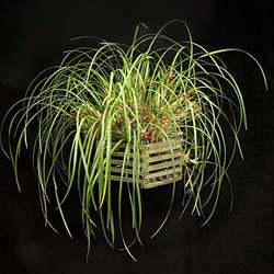 Maxillariella tenuifolia - American Orchid Society
