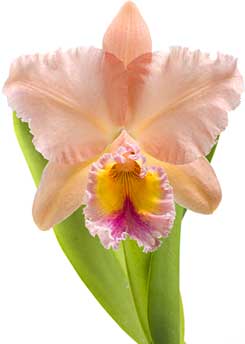 Rlc. George King - American Orchid Society