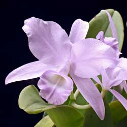 洋蘭 原種 C skinneri Cosuluva AM/AOS アメリカの入賞花OG!! C. skinneri