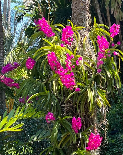 Outdoor Orchid Growing