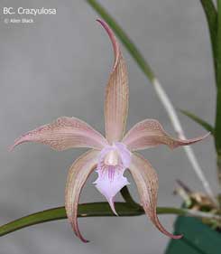 Brassavola Appendiculata - American Orchid Society