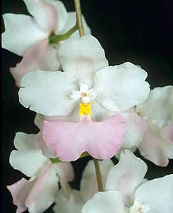 Cuitlauzina pendula - American Orchid Society