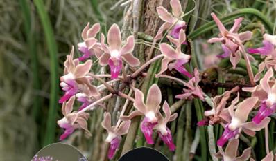 Paraphadenia