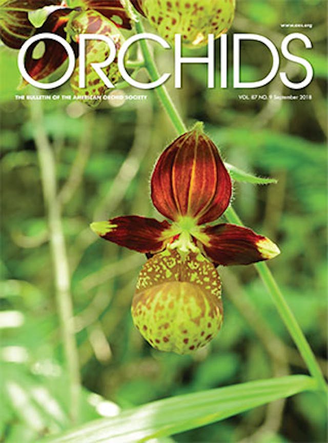 September 2018 - American Orchid Society