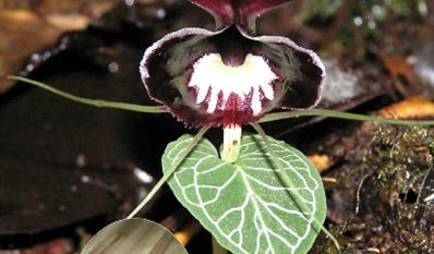 Corybas