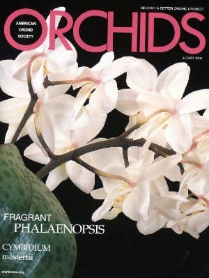August 2004 August 2004 - American Orchid Society