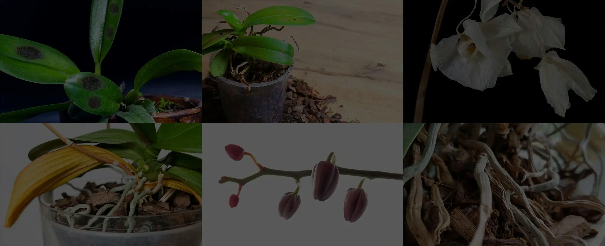 Troubleshooting Orchid Problems