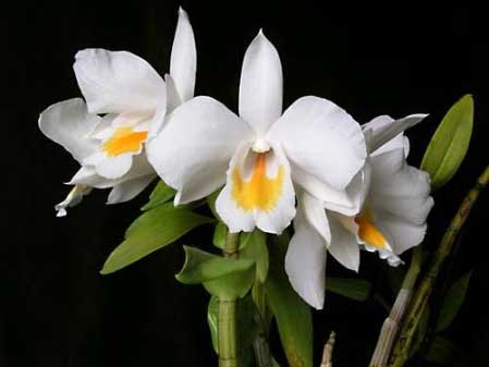Den. Sec. Formosae - American Orchid Society