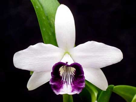 らら Laelia Sec.Hadrolaelia - American Orchid Society