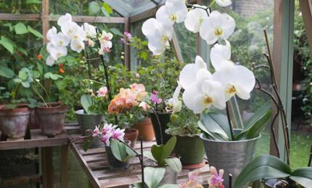Greenhouse Orchid Care