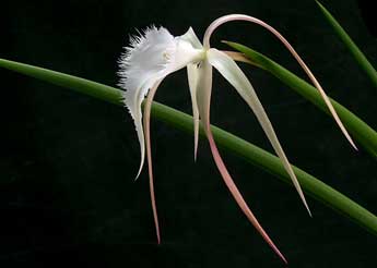 Brassavola Appendiculata - American Orchid Society