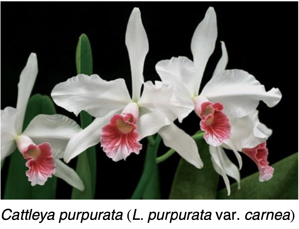 Cold Tolerance of Warm Growing Orchids - American Orchid Society