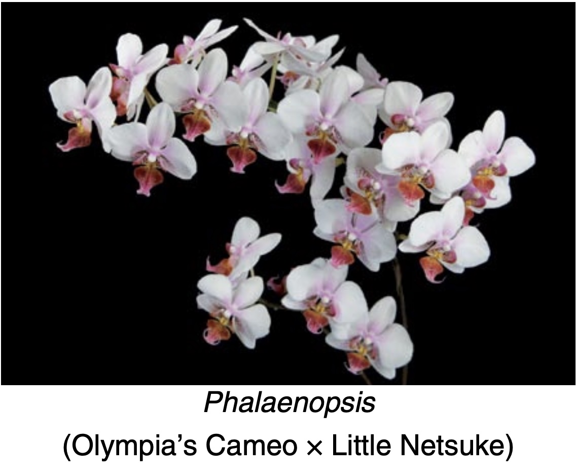 Cold Tolerance of Warm Growing Orchids - American Orchid Society