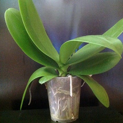 Phalaenopsis plant