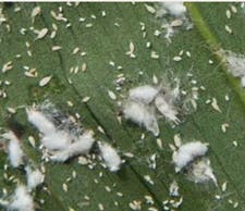 Mealybugs on an orchid.